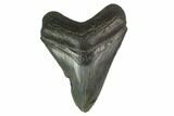 Fossil Megalodon Tooth - Serrated Blade #130803-1